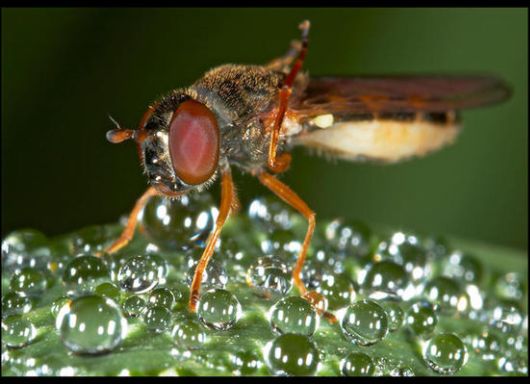 Insects in the Morning Dew