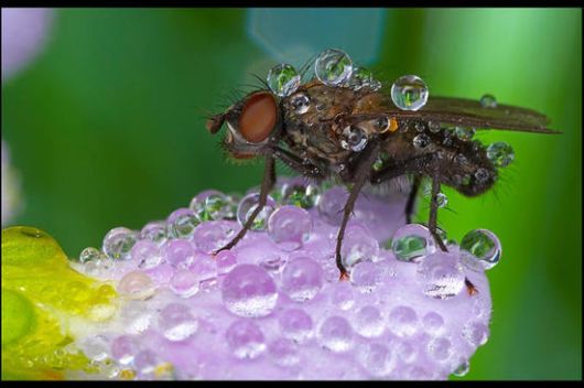 Insects in the Morning Dew