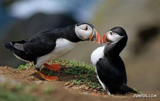 The Most Incredible Kisses