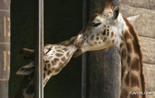 The Most Incredible Kisses