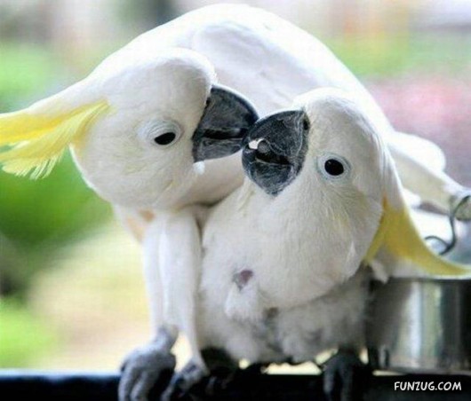 The Most Incredible Kisses