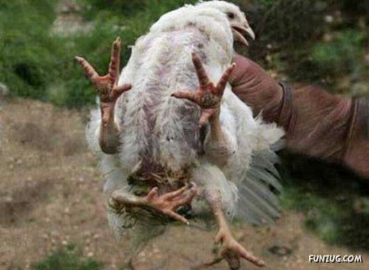 Amazing Mutant Animals