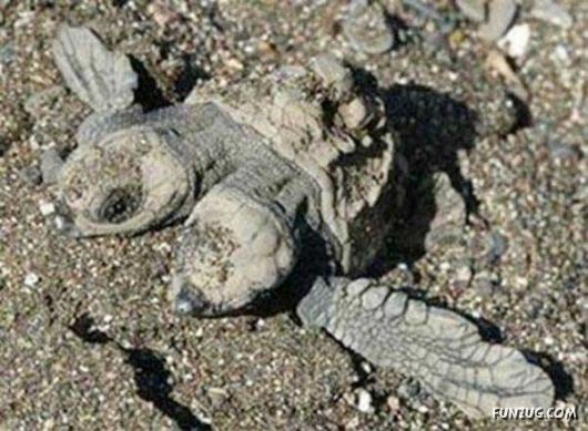 Amazing Mutant Animals