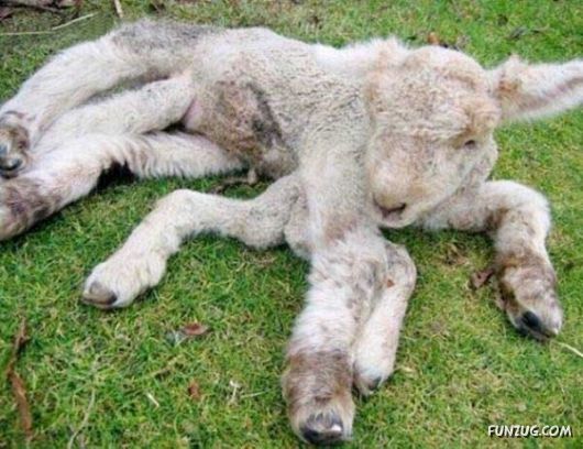 Amazing Mutant Animals