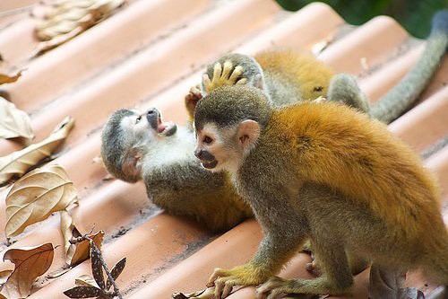 Naughty Monkeys Having Fun