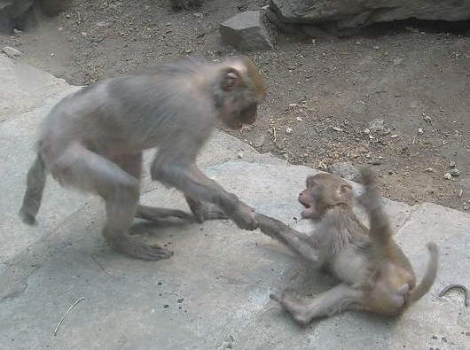 Naughty Monkeys Having Fun