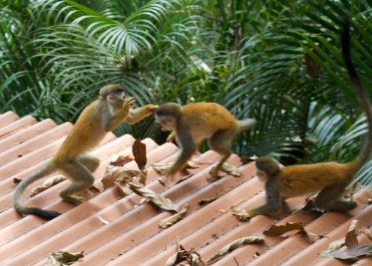 Naughty Monkeys Having Fun