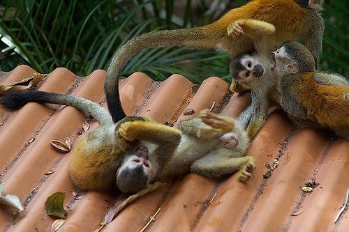 Naughty Monkeys Having Fun