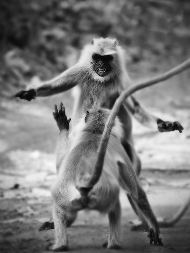 Naughty Monkeys Having Fun