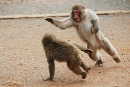 Naughty Monkeys Having Fun
