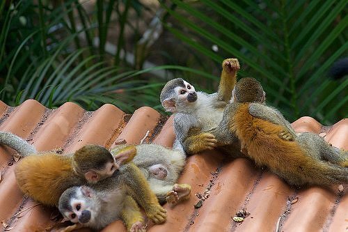 Naughty Monkeys Having Fun