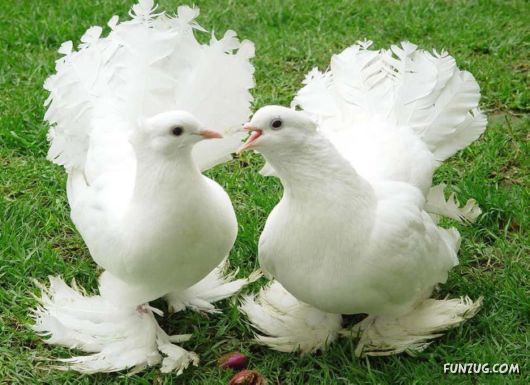 Ever Seen Such Royal Pigeons?