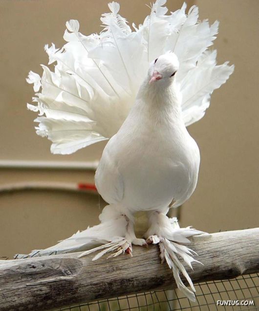 Ever Seen Such Royal Pigeons?