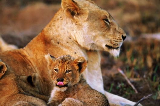 Wild Cats and Their Family