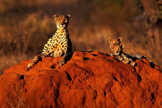 Wild Cats and Their Family