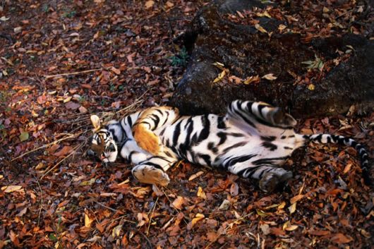 Wild Cats and Their Family