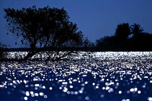 Wild Cats and Their Family