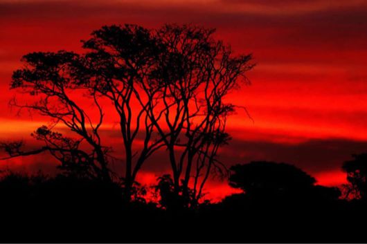 Wild Cats and Their Family