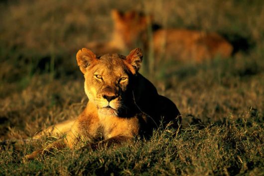 Wild Cats and Their Family