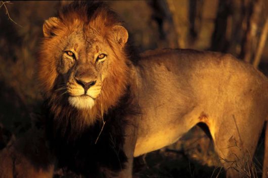 Wild Cats and Their Family