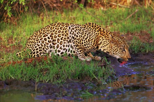 Wild Cats and Their Family