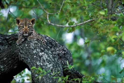 Wild Cats and Their Family