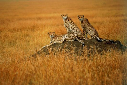 Wild Cats and Their Family