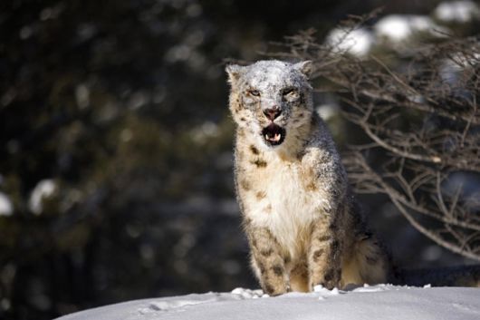 Wild Cats and Their Family