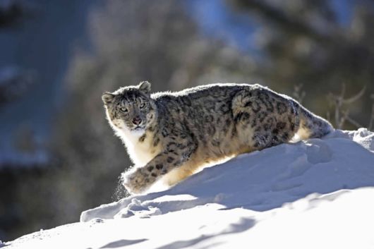 Wild Cats and Their Family