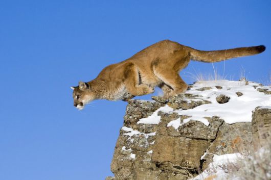 Wild Cats and Their Family