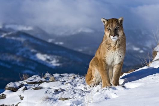 Wild Cats and Their Family