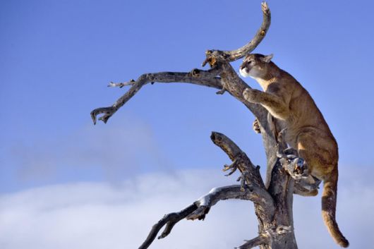 Wild Cats and Their Family