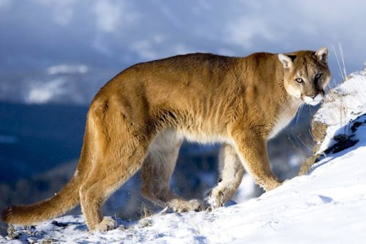 Wild Cats and Their Family