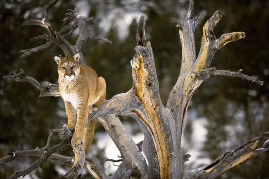 Wild Cats and Their Family