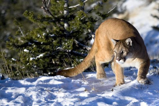 Wild Cats and Their Family