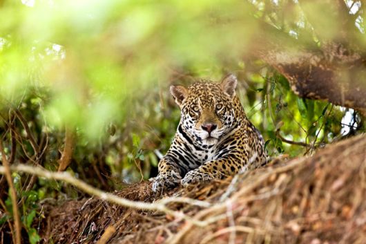 Wild Cats and Their Family