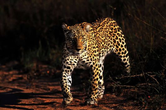 Wild Cats and Their Family