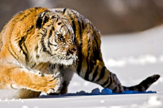 Wild Cats and Their Family