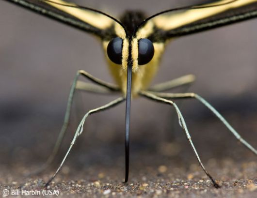 Wild and Wonderful Fantastic Pictures