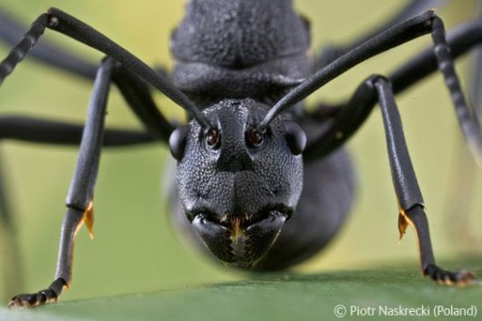 Wild and Wonderful Fantastic Pictures