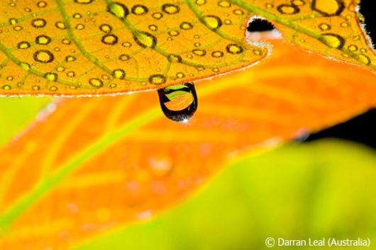 Wild and Wonderful Fantastic Pictures