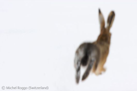 Wild and Wonderful Fantastic Pictures