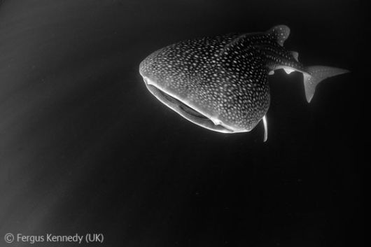 Wild and Wonderful Fantastic Pictures