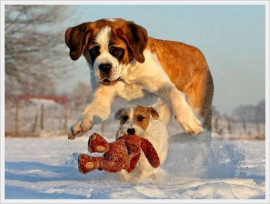 Cute Animals Snaps of The Day