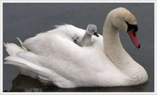 Cute Animals Snaps of The Day