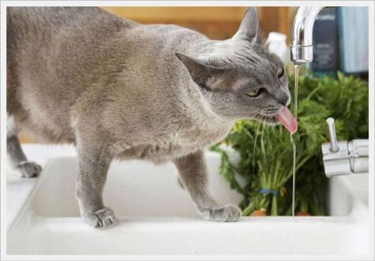 Cute Animals Snaps of The Day