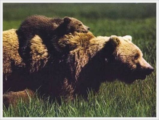 Cute Animals Snaps of The Day