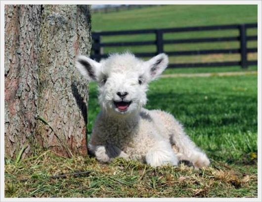 Cute Animals Snaps of The Day