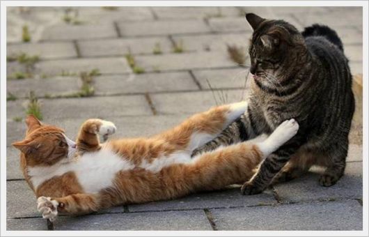 Cute Animals Snaps of The Day