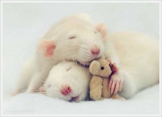 Cute Animals Snaps of The Day